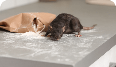 Heb ik ratten of muizen in huis?